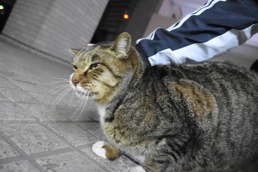 f:id:shigeo-t:20190113104354j:plain