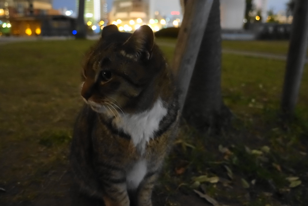f:id:shigeo-t:20190116092953j:plain