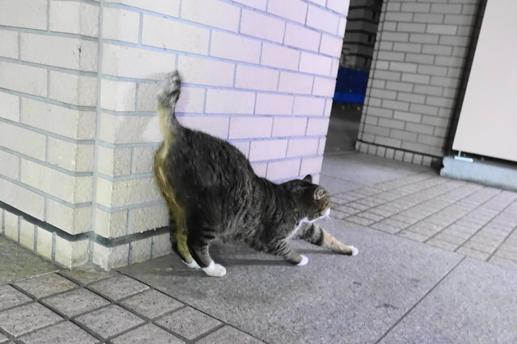 f:id:shigeo-t:20190116093707j:plain