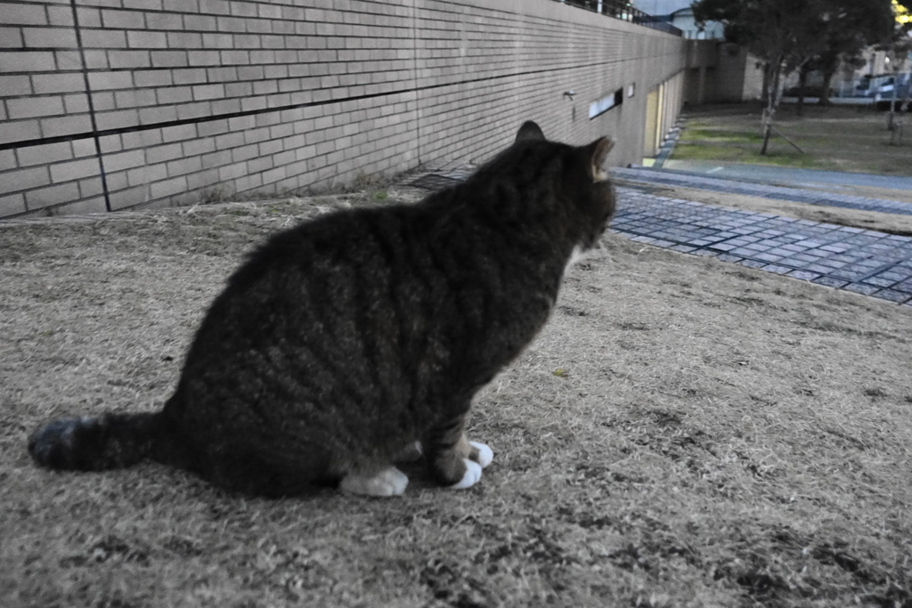 f:id:shigeo-t:20190116093933j:plain