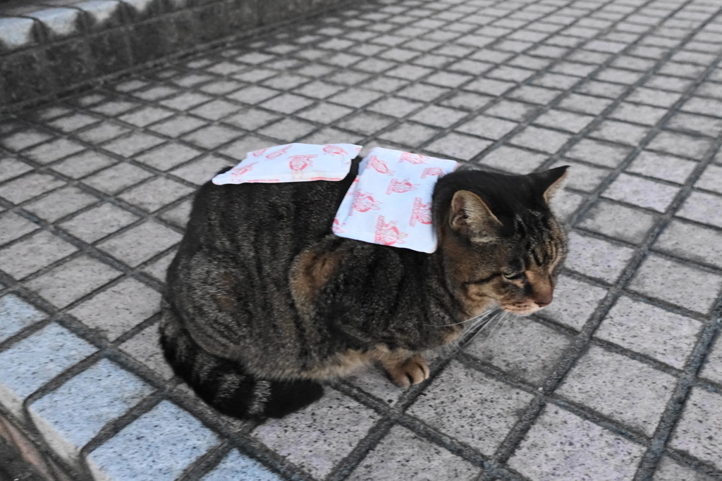 f:id:shigeo-t:20190116094915j:plain
