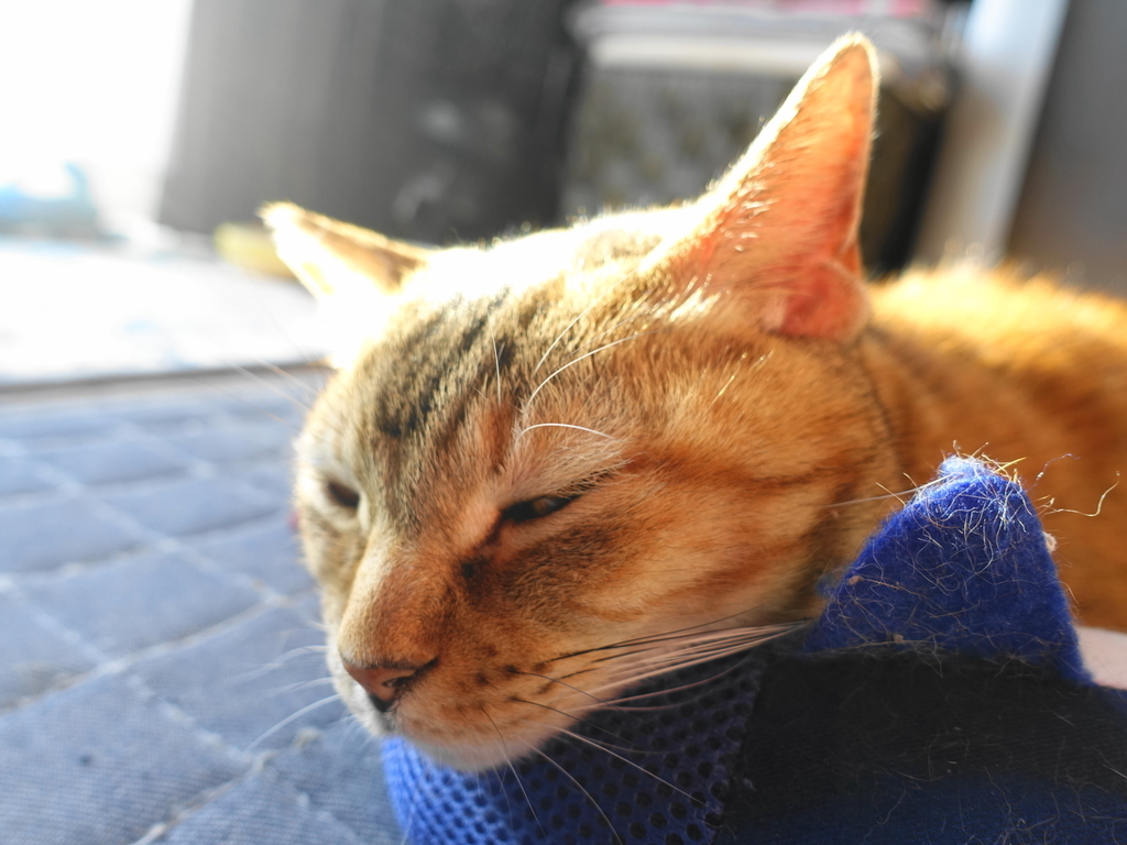 f:id:shigeo-t:20190118110120j:plain