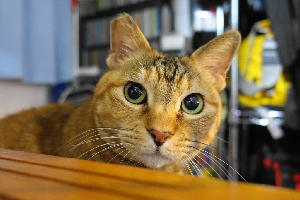 f:id:shigeo-t:20190118110224j:plain