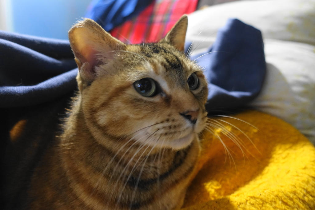 f:id:shigeo-t:20190118110542j:plain