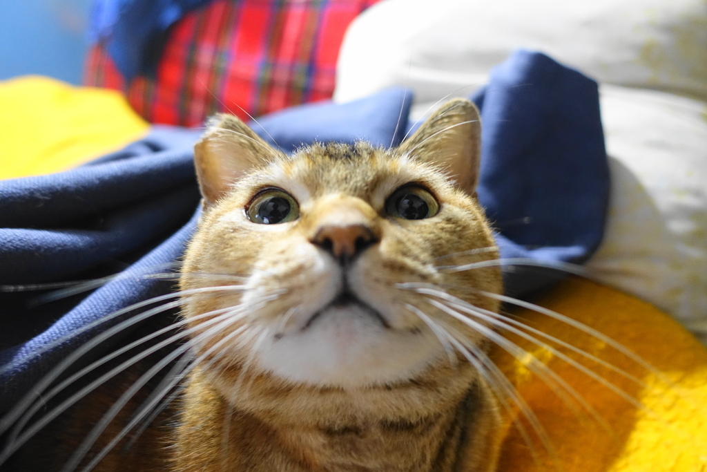 f:id:shigeo-t:20190118110556j:plain