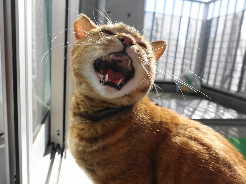 f:id:shigeo-t:20190119111634j:plain