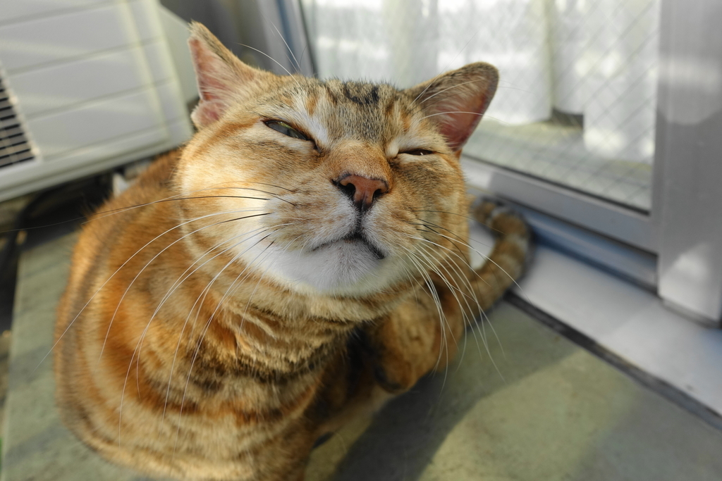 f:id:shigeo-t:20190119112001j:plain