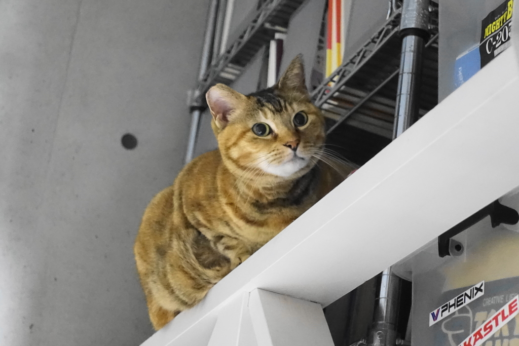 f:id:shigeo-t:20190119112108j:plain