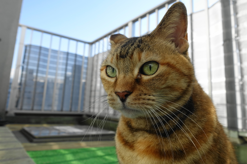 f:id:shigeo-t:20190119112505j:plain
