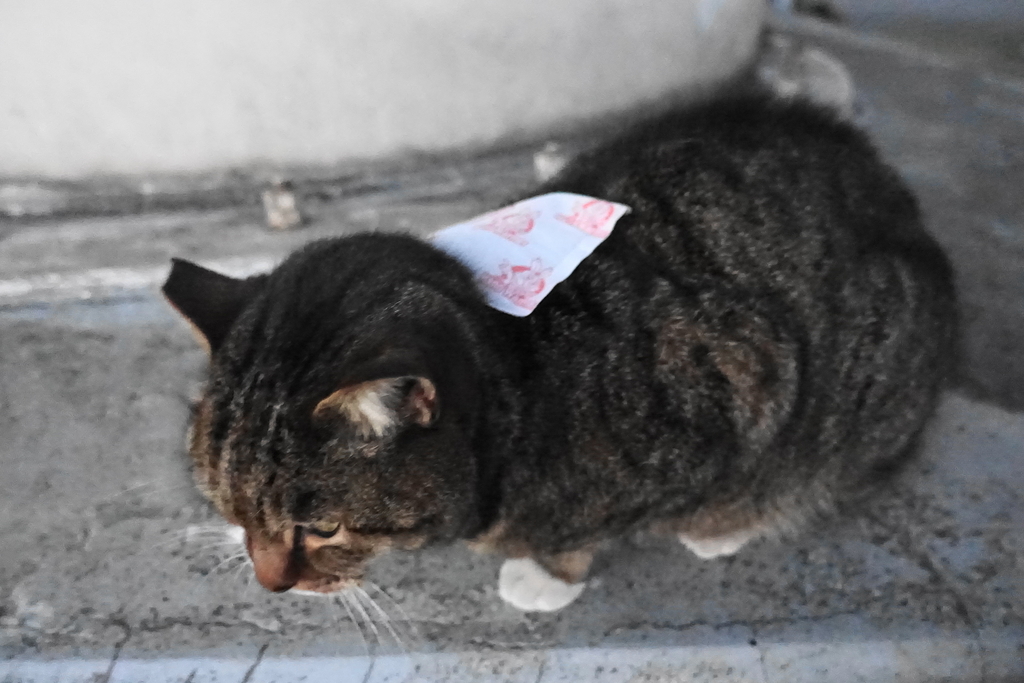 f:id:shigeo-t:20190125110828j:plain