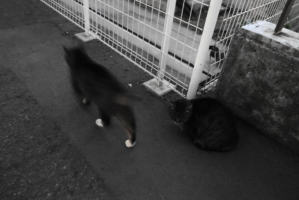 f:id:shigeo-t:20190125111808j:plain