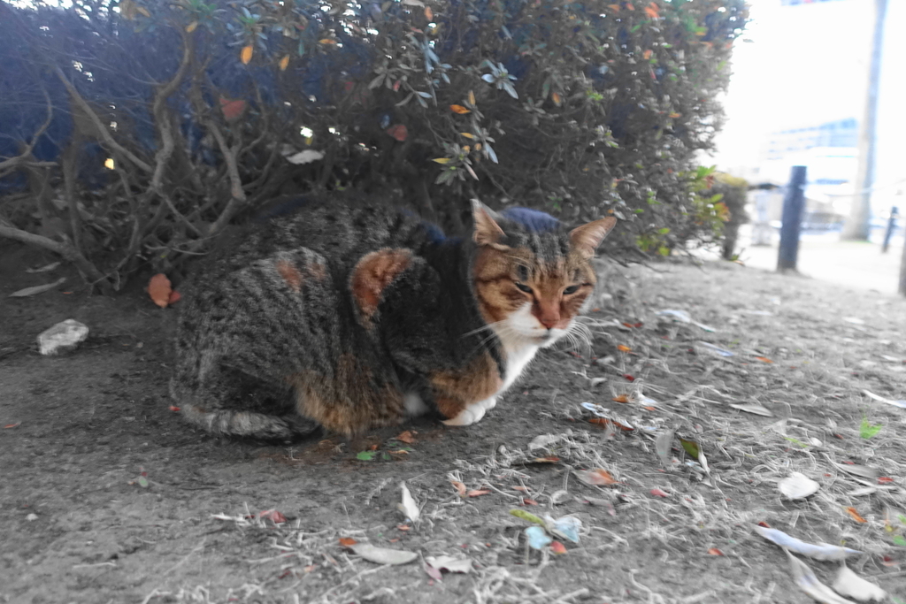 f:id:shigeo-t:20190125113609j:plain