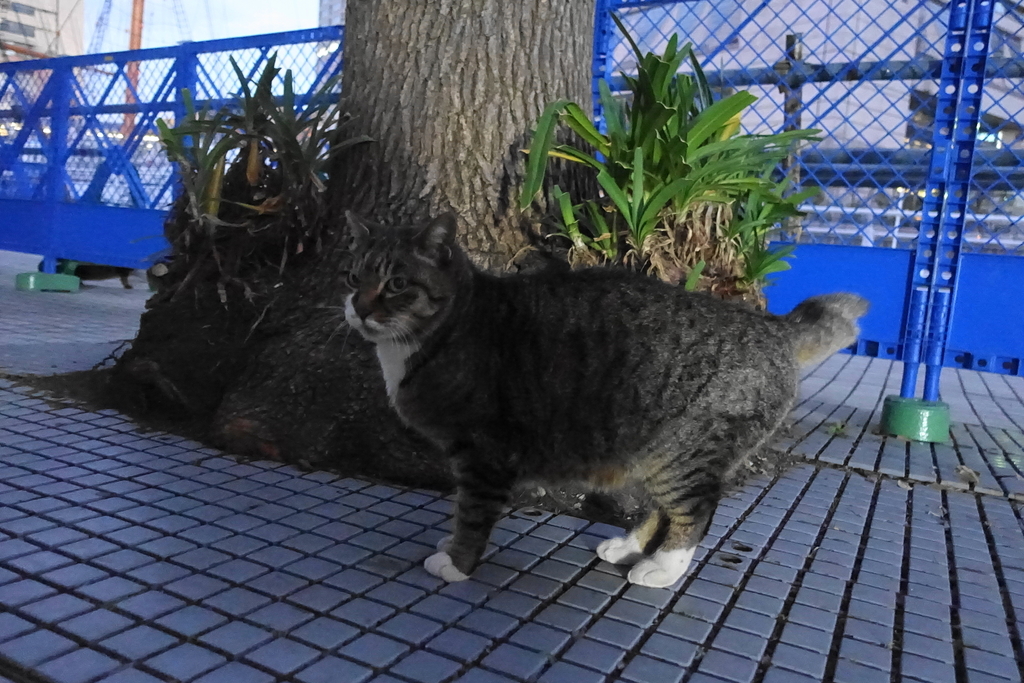 f:id:shigeo-t:20190127104241j:plain f:id:shigeo-t:20190127104241j:plain