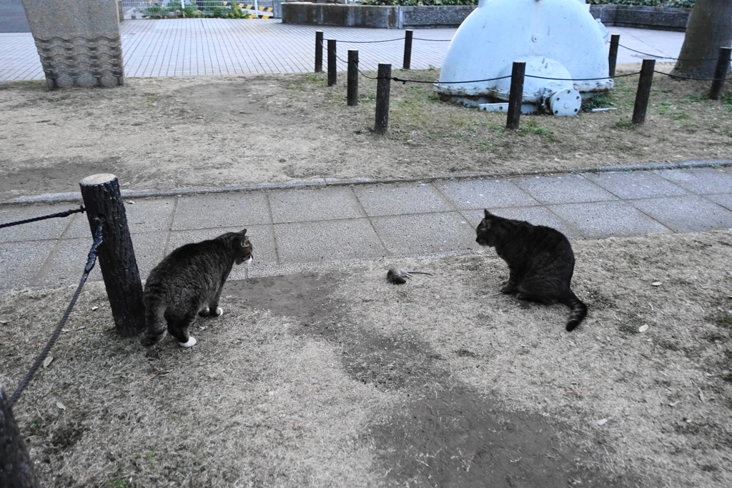 f:id:shigeo-t:20190127104708j:plain f:id:shigeo-t:20190127104708j:plain