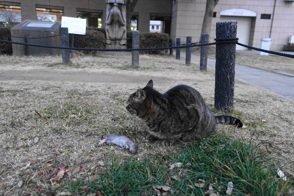 f:id:shigeo-t:20190127104808j:plain f:id:shigeo-t:20190127104808j:plain