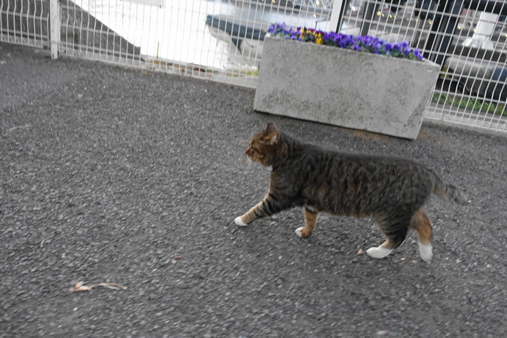f:id:shigeo-t:20190127105050j:plain f:id:shigeo-t:20190127105050j:plain