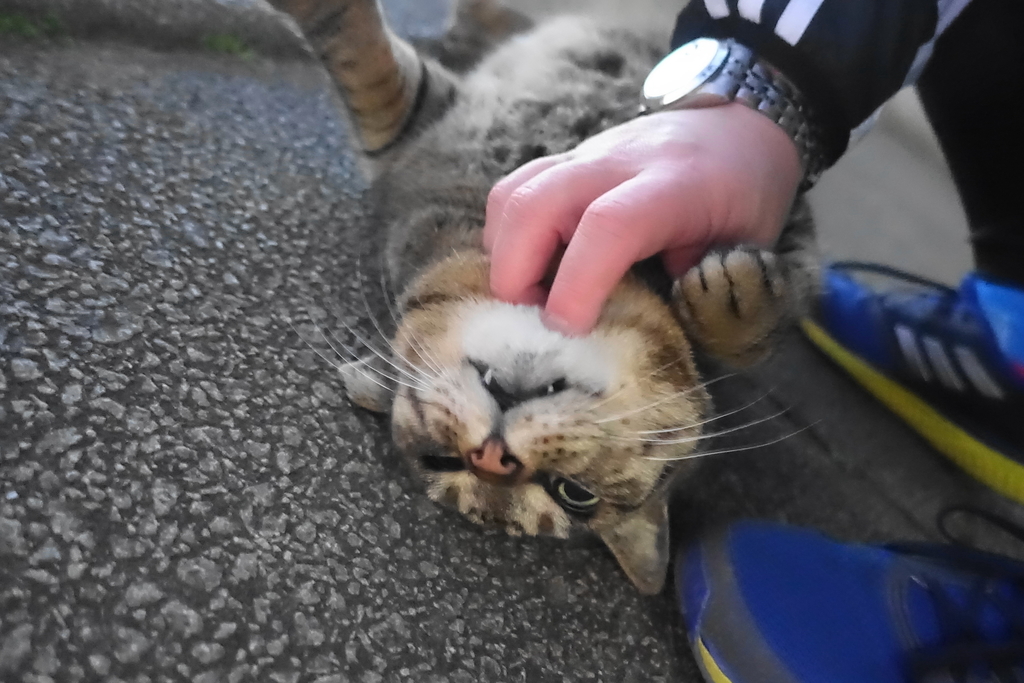 f:id:shigeo-t:20190127105404j:plain f:id:shigeo-t:20190127105404j:plain