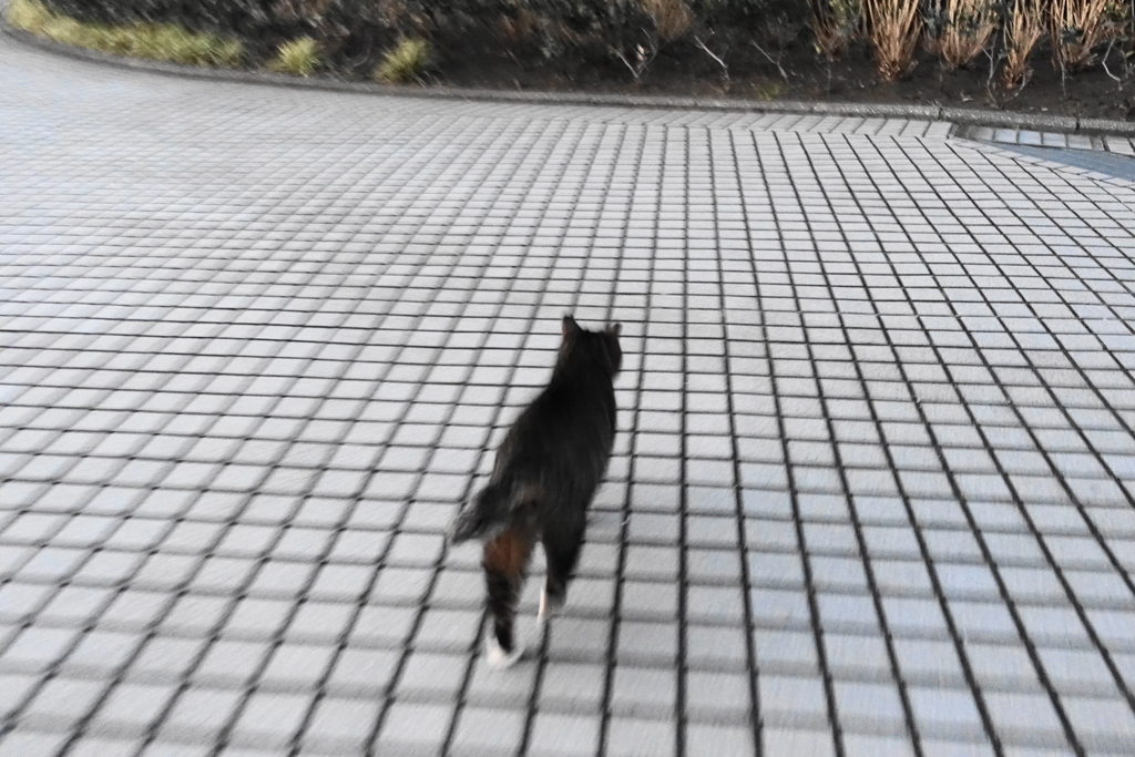 f:id:shigeo-t:20190127110044j:plain f:id:shigeo-t:20190127110044j:plain