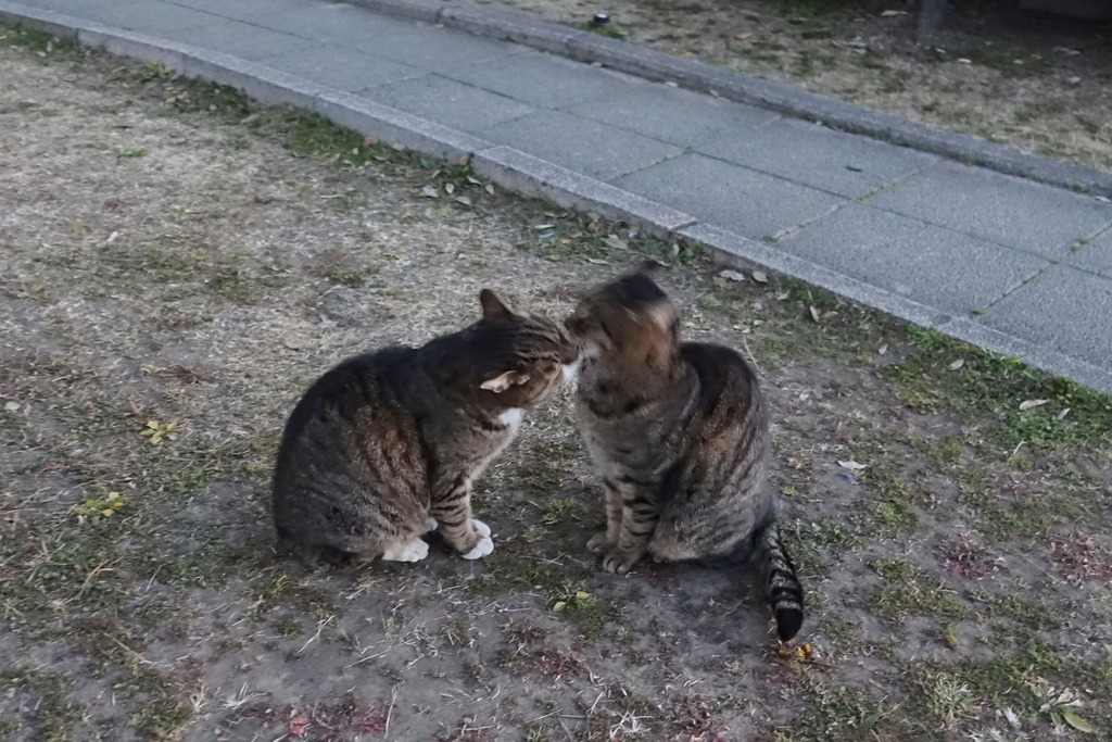 f:id:shigeo-t:20190127110651j:plain f:id:shigeo-t:20190127110651j:plain