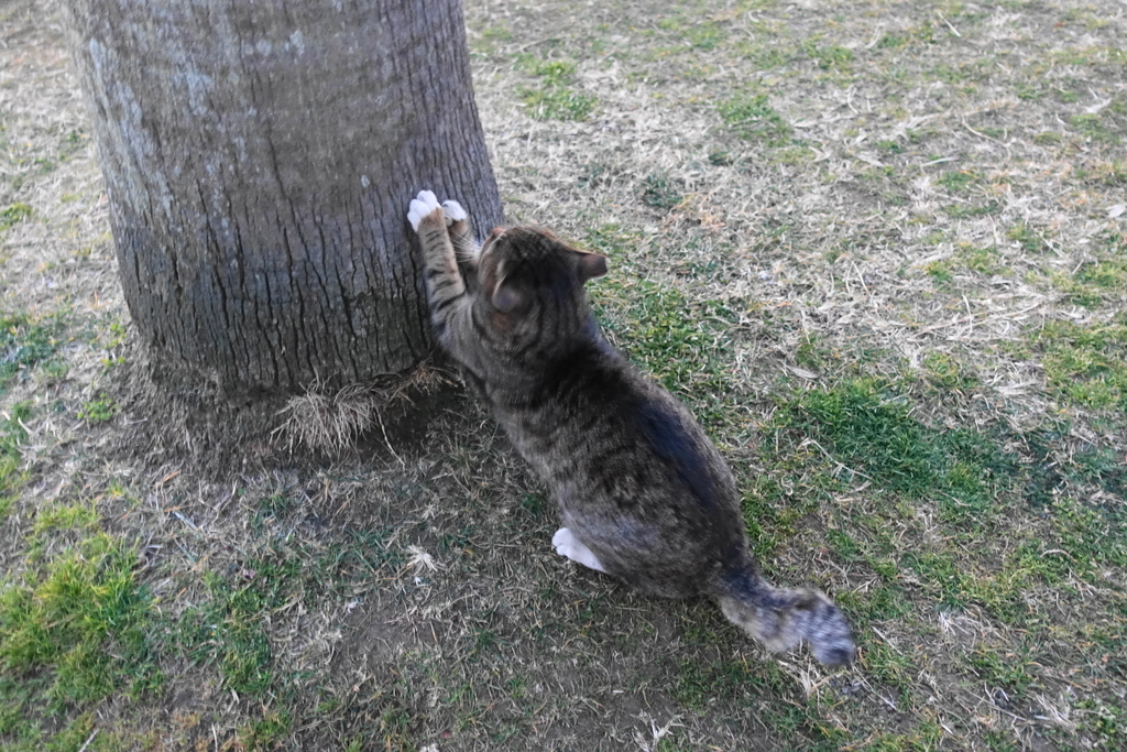 f:id:shigeo-t:20190127110837j:plain f:id:shigeo-t:20190127110837j:plain