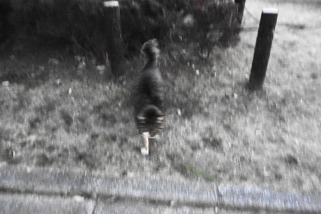 f:id:shigeo-t:20190127111317j:plain f:id:shigeo-t:20190127111317j:plain