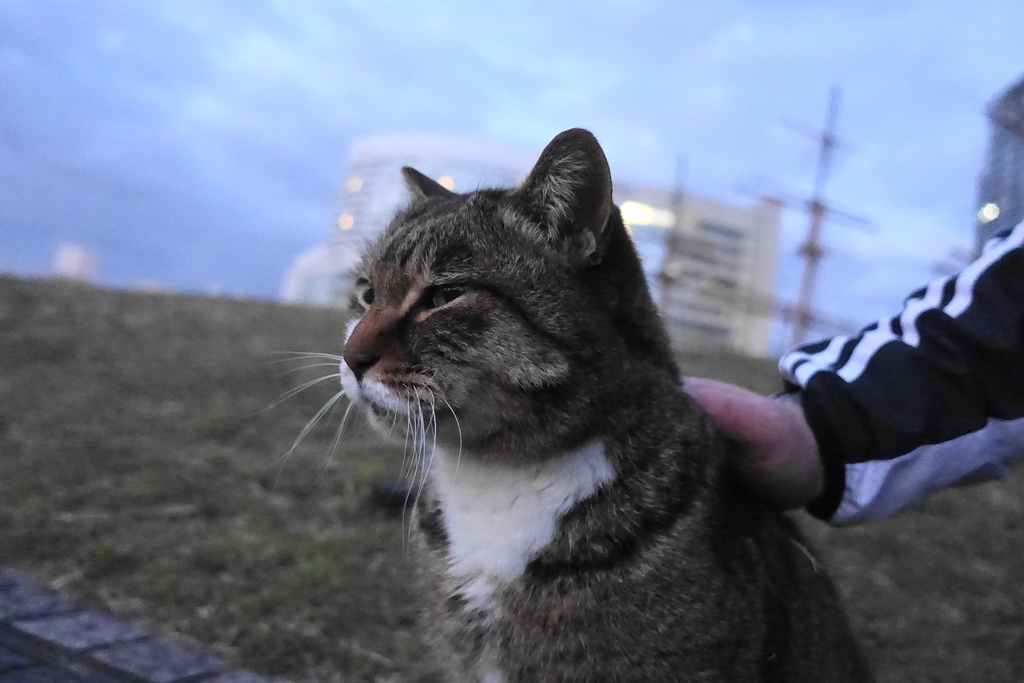 f:id:shigeo-t:20190127111549j:plain f:id:shigeo-t:20190127111549j:plain