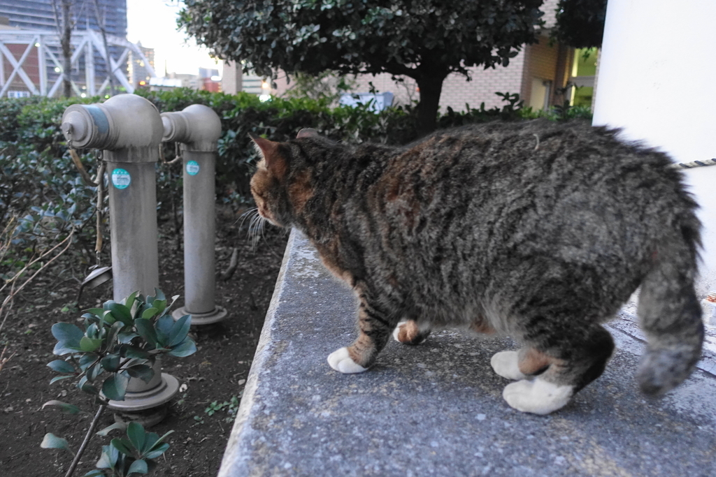 f:id:shigeo-t:20190127111818j:plain f:id:shigeo-t:20190127111818j:plain