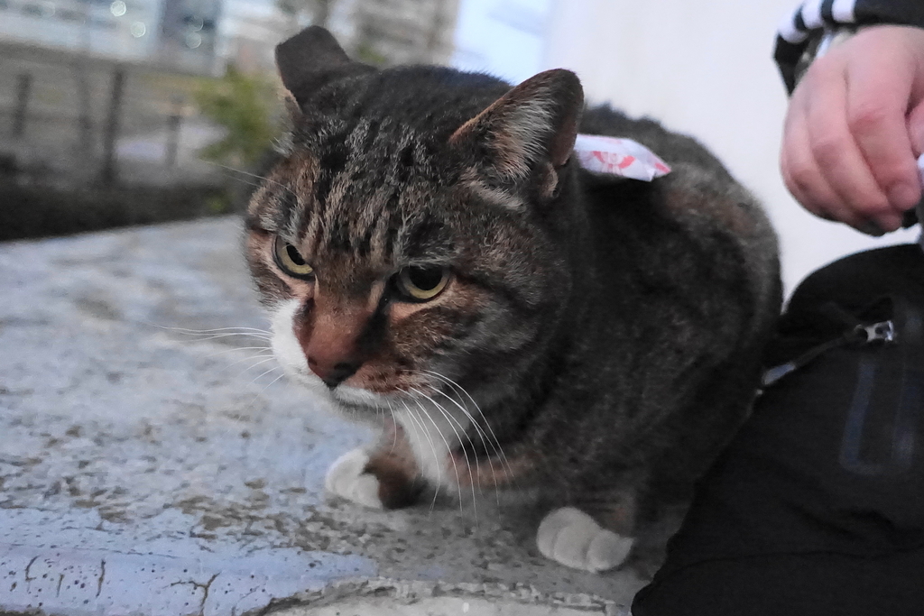 f:id:shigeo-t:20190130105215j:plain f:id:shigeo-t:20190130105215j:plain