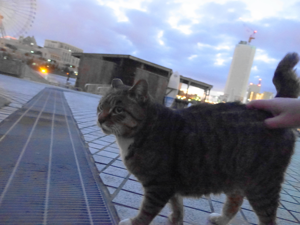 f:id:shigeo-t:20190130105559j:plain f:id:shigeo-t:20190130105559j:plain