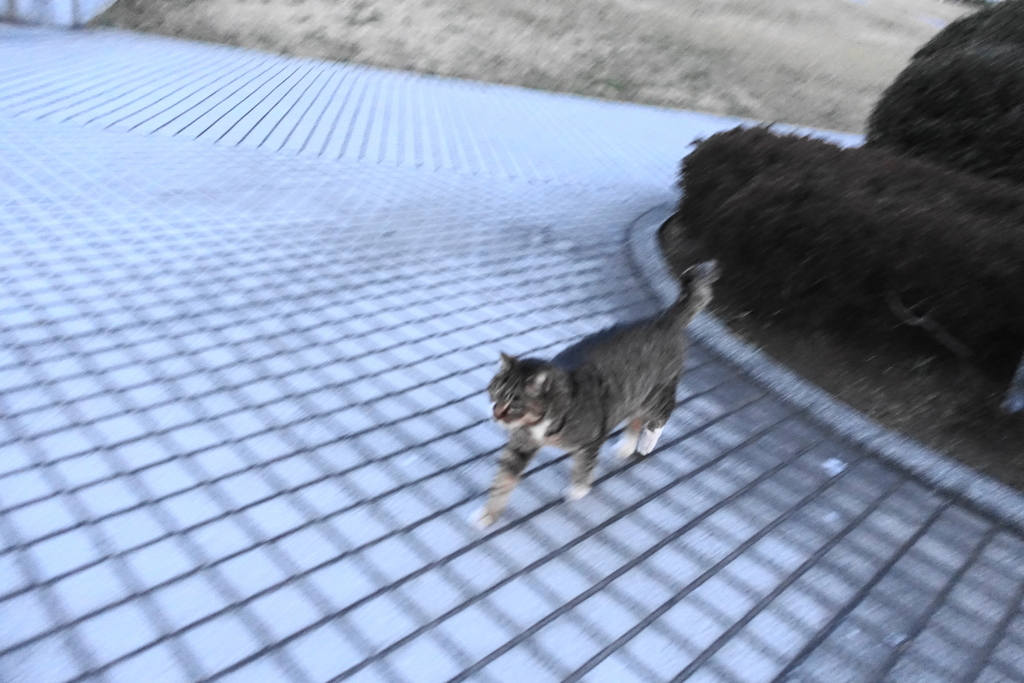 f:id:shigeo-t:20190130111246j:plain f:id:shigeo-t:20190130111246j:plain