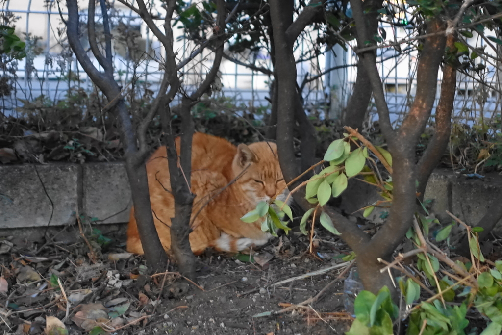 f:id:shigeo-t:20190202090937j:plain