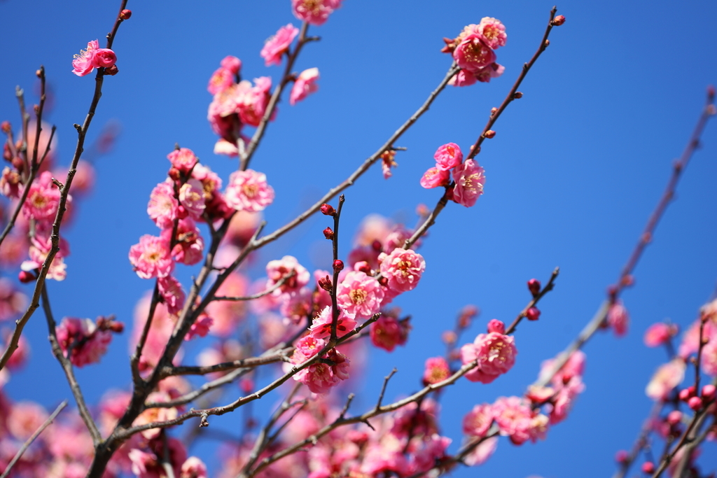 f:id:shigeo-t:20190202151830j:plain f:id:shigeo-t:20190202151830j:plain