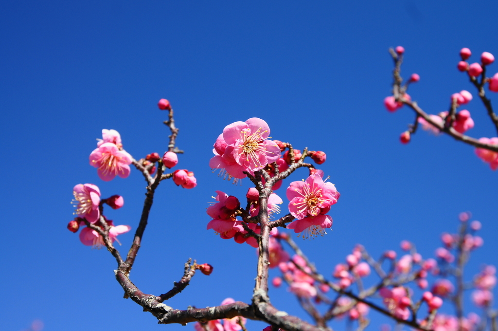 f:id:shigeo-t:20190202152157j:plain f:id:shigeo-t:20190202152157j:plain