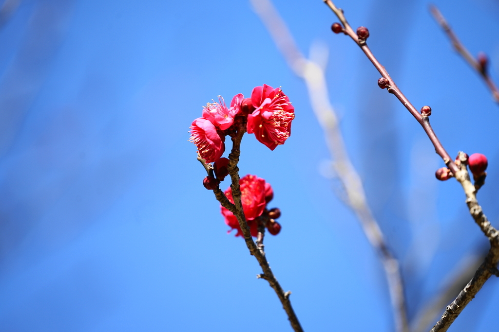f:id:shigeo-t:20190202152306j:plain f:id:shigeo-t:20190202152306j:plain