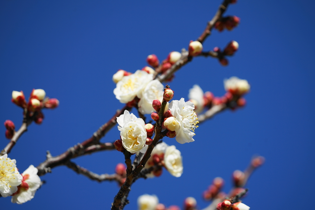 f:id:shigeo-t:20190202152333j:plain f:id:shigeo-t:20190202152333j:plain
