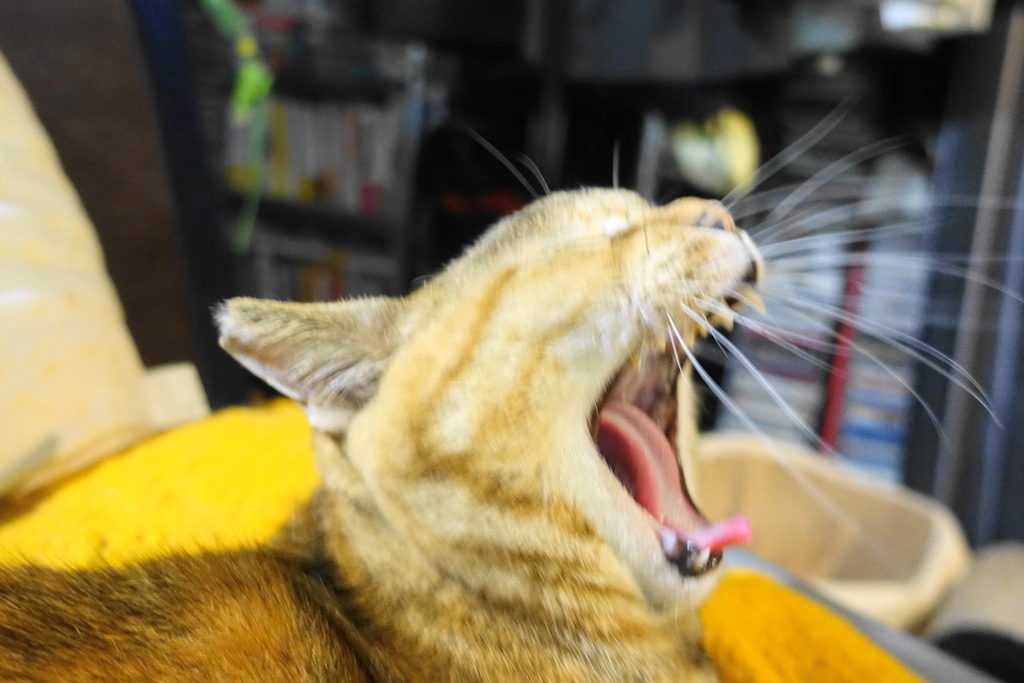 f:id:shigeo-t:20190204085408j:plain f:id:shigeo-t:20190204085408j:plain
