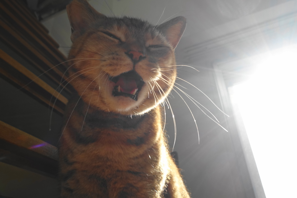 f:id:shigeo-t:20190204090425j:plain f:id:shigeo-t:20190204090425j:plain
