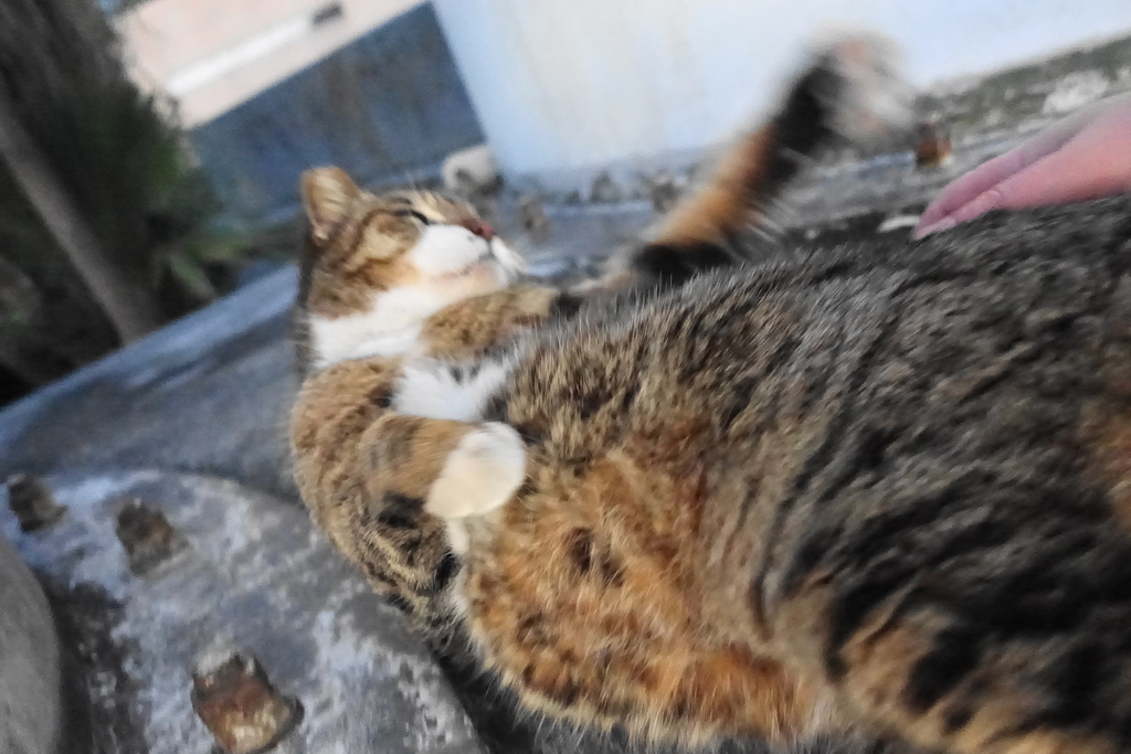 f:id:shigeo-t:20190212103040j:plain f:id:shigeo-t:20190212103040j:plain
