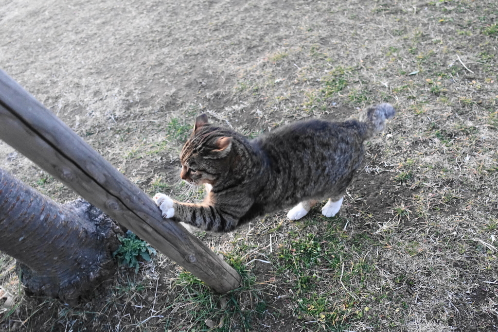f:id:shigeo-t:20190212103532j:plain f:id:shigeo-t:20190212103532j:plain