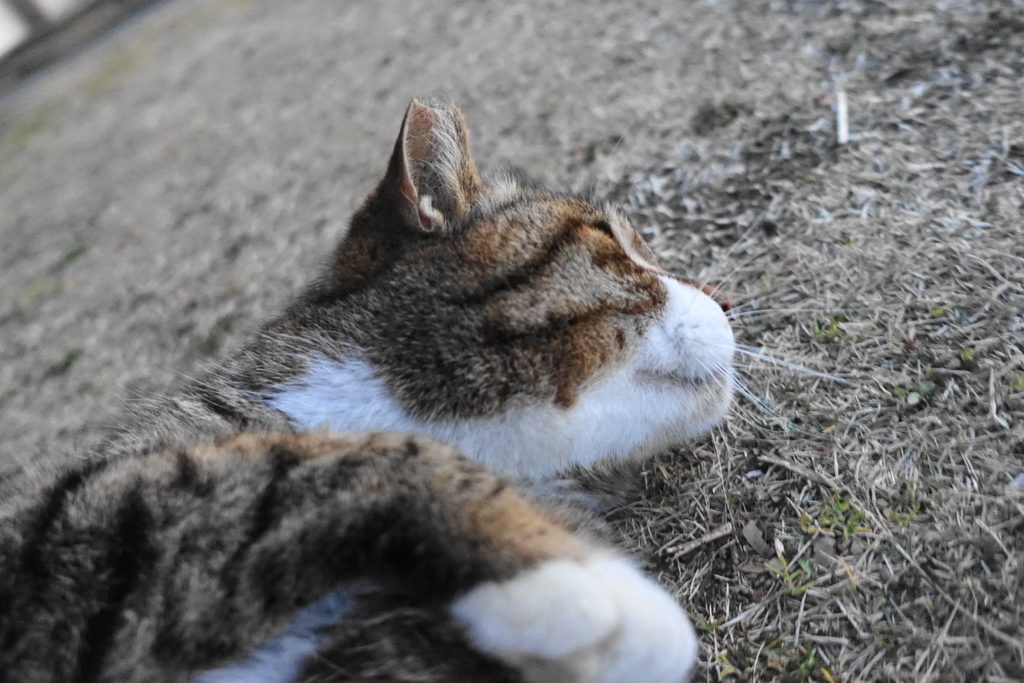 f:id:shigeo-t:20190212103653j:plain f:id:shigeo-t:20190212103653j:plain