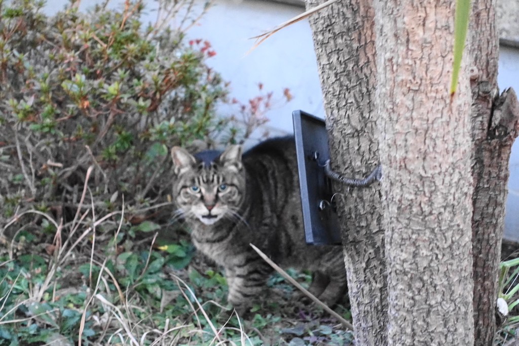 f:id:shigeo-t:20190212104112j:plain f:id:shigeo-t:20190212104112j:plain