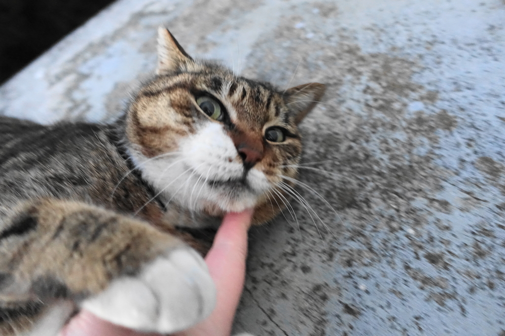 f:id:shigeo-t:20190212104209j:plain f:id:shigeo-t:20190212104209j:plain