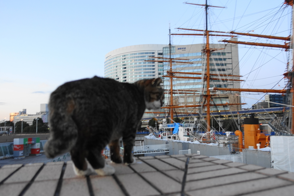 f:id:shigeo-t:20190212104450j:plain f:id:shigeo-t:20190212104450j:plain