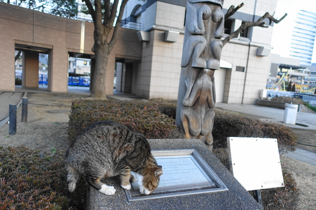 f:id:shigeo-t:20190212104651j:plain f:id:shigeo-t:20190212104651j:plain