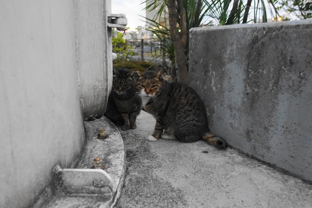 f:id:shigeo-t:20190213093401j:plain f:id:shigeo-t:20190213093401j:plain