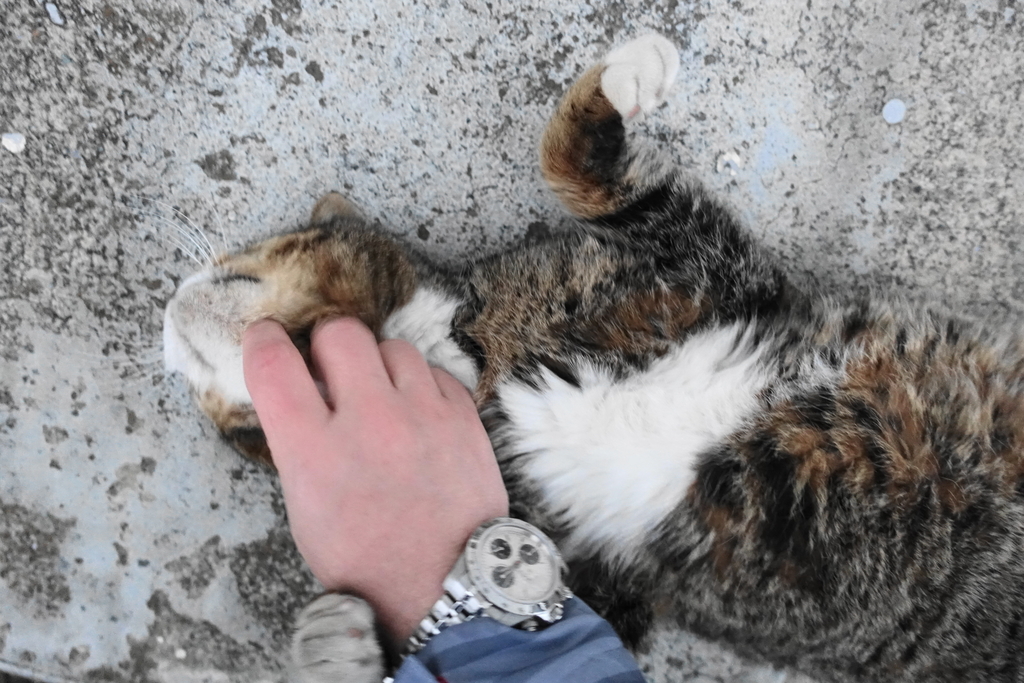 f:id:shigeo-t:20190213093537j:plain f:id:shigeo-t:20190213093537j:plain