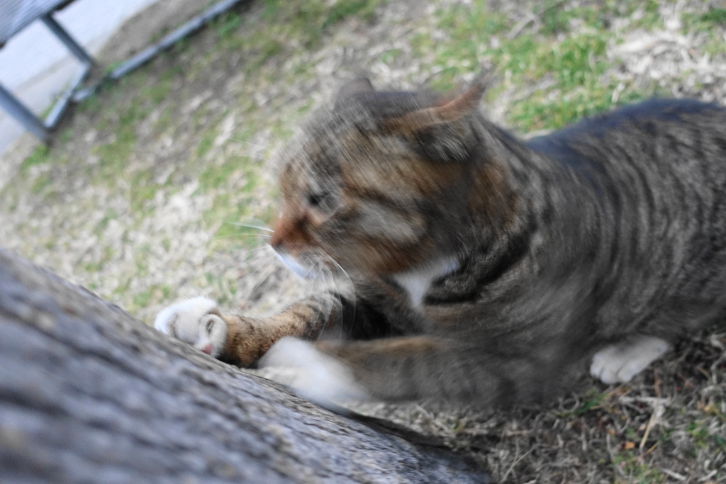 f:id:shigeo-t:20190213094344j:plain f:id:shigeo-t:20190213094344j:plain