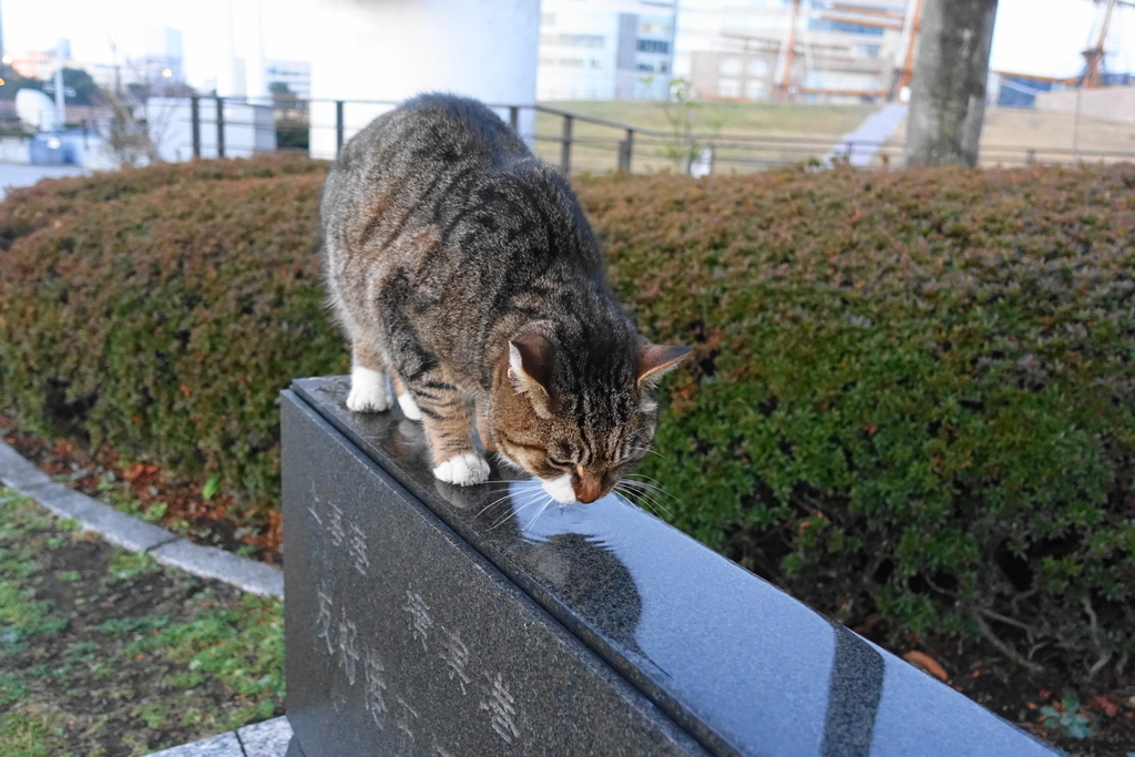 f:id:shigeo-t:20190213095323j:plain f:id:shigeo-t:20190213095323j:plain
