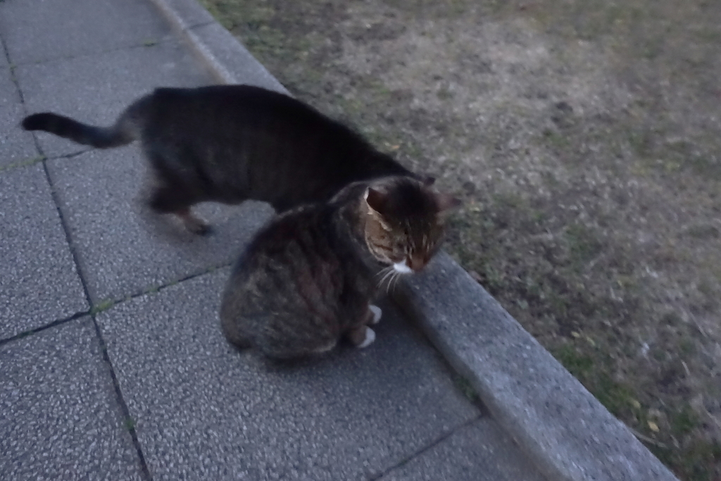 f:id:shigeo-t:20190216100133j:plain f:id:shigeo-t:20190216100133j:plain