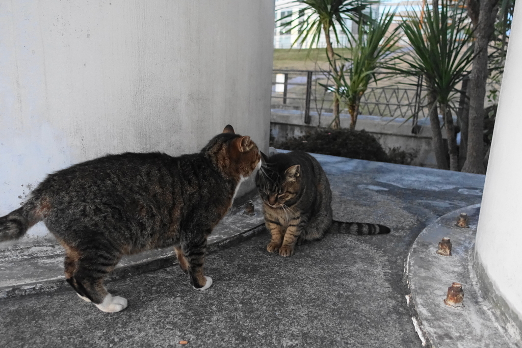 f:id:shigeo-t:20190216100437j:plain f:id:shigeo-t:20190216100437j:plain